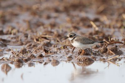BONTBEKPLEVIER - Charadrius hiaticula - COMMON RINGED PLOVER