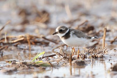 BONTBEKPLEVIER - Charadrius hiaticula - COMMON RINGED PLOVER