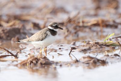 COMMON RINGED PLOVER - Charadrius hiaticula - BONTBEKPLEVIER