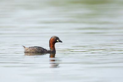 DODAARS - Tachybaptus ruficollis - LITTLE GREBE