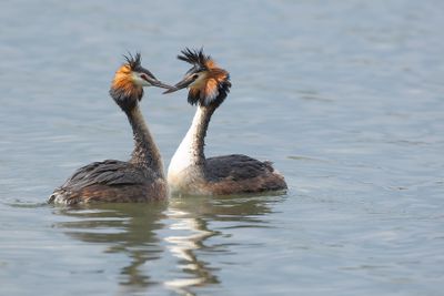 FUUT - Podiceps cristatus - GREAT CRESTED GREBE