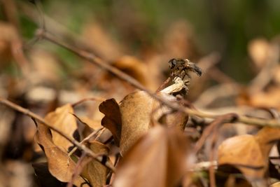 TWEEKLEURIG GITJE - Cheilosia albipila -