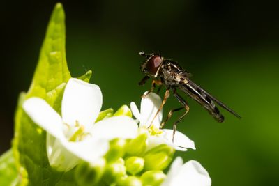 MICAPLATVOETJE - Platycheirus albimanus - GREY-SPOTTED SEDGESITTER