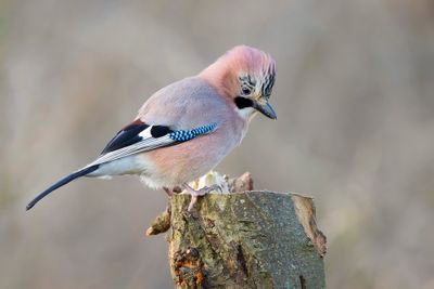 GAAI - Garrulus glandarius - EURASIAN JAY