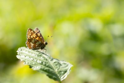 SLEUTELBLOEMVLINDER - Hamearis lucina - DUKE OF BURGUNDY