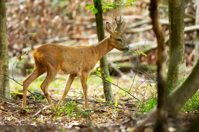 REE - Capreolus capreolus - EUROPEAN ROE DEER