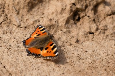 KLEINE VOS - Aglais urticae - SMALL TORTOISESHELL