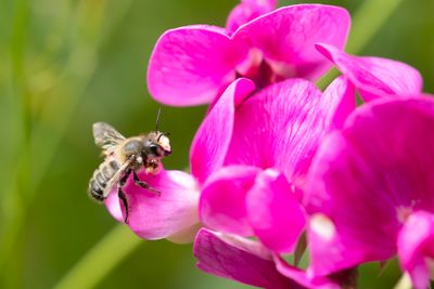 LATHYRUSBIJ - Megachile ericetorum - BANDED MUD BEE