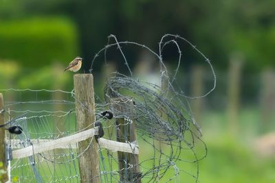 PAAPJE - Saxicola rubetra - WHINCHAT