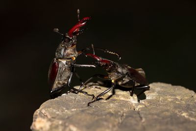 VLIEGEND HERT - Lucanus cervus - STAG BEETLE