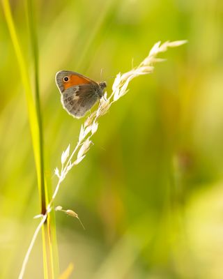 HOOIBESSTJE - Coenonympha pamphilus - SMALL HEATH