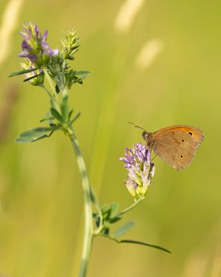 BRUIN ZANDOOGJE - Maniola jurtina - MEADOW BROWN