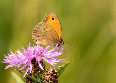 BRUIN ZANDOOGJE - Maniola jurtina - MEADOW BROWN