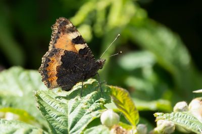 KLEINE VOS - Aglais urticae - SMALL TORTOISESHELL