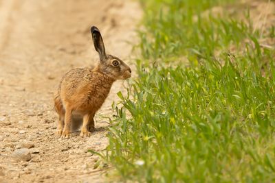 EUROPESE HAAS - Lepus europaeus - EUROPEAN HARE