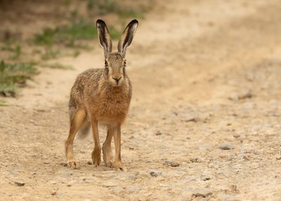 EUROPESE HAAS - Lepus europaeus - EUROPEAN HARE