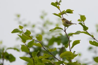 ORPHEUSSPOTVOGEL - Hippolais polyglotta - MELODIOUS WARBLER
