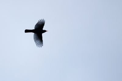 MEREL - Turdus merula - EURASIAN BLACKBIRD