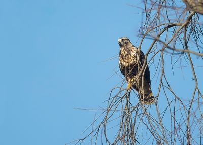 RUIGPOOTBUIZERD - Buteo lagopus - ROUGH-LEGGED BUZZARD