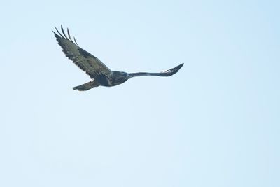 RUIGPOOTBUIZERD - Buteo lagopus - ROUGH-LEGGED BUZZARD