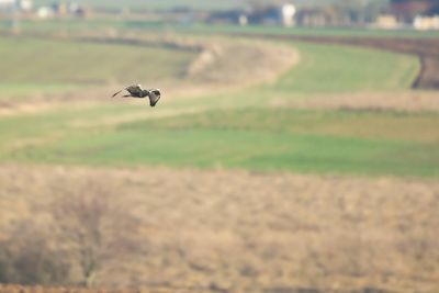 RUIGPOOTBUIZERD - Buteo lagopus - ROUGH-LEGGED BUZZARD