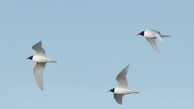 MEDITERRANEAN GULL - Ichthyaetus melanocephalus - 