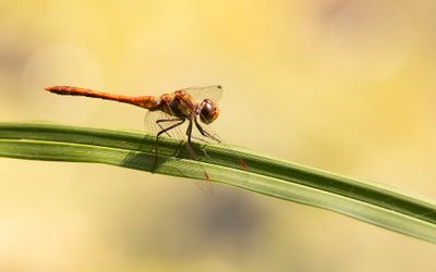 BRUINRODE HEIDELIBEL - Sympetrum striolatum - COMMON DARTER