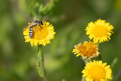 BREEDBANDGROEFBIJ - Halictus scabiosae - GREAT BANDED FURROW BEE