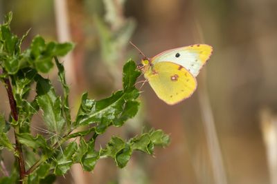 GELE LUZERNEVLINDER - Colias hyale - PALE CLOUDED YELLOW