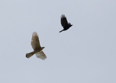 HAVIK - Accipiter gentilis - EURASIAN GOSHAWK