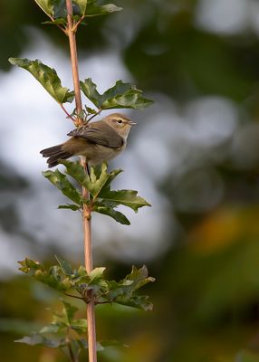 TJIFTJAF - Phylloscopus collibyta - COMMON CHIFFCHAFF