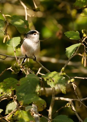 STAARTMEES - Aegithalos caudatus - LONG-TAILED TIT