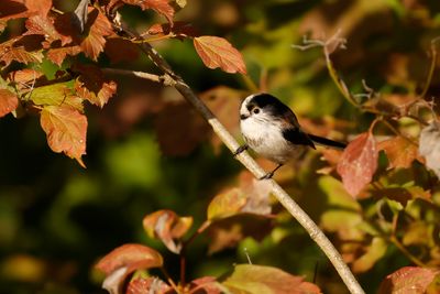 STAARTMEES - Aegithalos caudatus - LONG-TAILED TIT