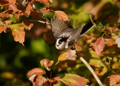 STAARTMEES - Aegithalos caudatus - LONG-TAILED TIT