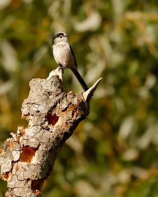 STAARTMEES - Aegithalos caudatus - LONG-TAILED TIT