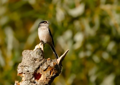 STAARTMEES - Aegithalos caudatus - LONG-TAILED TIT