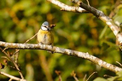 PIMPELMEES - Cyanistes caeruleus - EURASIAN BLUE TIT