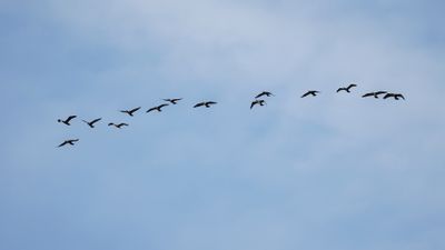 AALSCHOLVER - Phalacrocorax carbo - GREAT CORMORANT