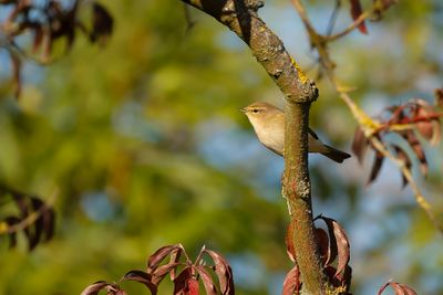 TJIFTJAF - Phylloscopus collibyta - COMMON CHIFFCHAFF