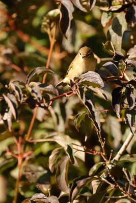 TJIFTJAF - Phylloscopus collibyta - COMMON CHIFFCHAFF