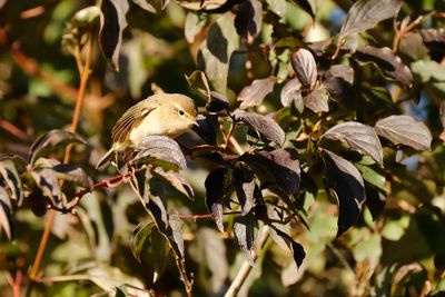 TJIFTJAF - Phylloscopus collibyta - COMMON CHIFFCHAFF