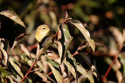 TJIFTJAF - Phylloscopus collibyta - COMMON CHIFFCHAFF