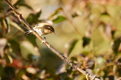 TJIFTJAF - Phylloscopus collibyta - COMMON CHIFFCHAFF