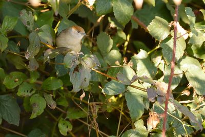 ZWARTKOP - Sylvia atricapilla - EURASIAN BLACKCAP 