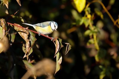 PIMPELMEES - Cyanistes caeruleus - EURASIAN BLUE TIT