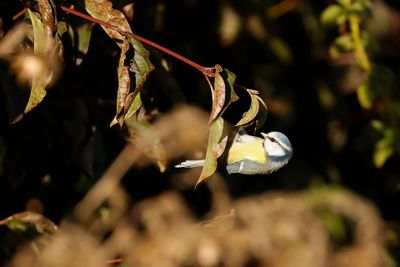 PIMPELMEES - Cyanistes caeruleus - EURASIAN BLUE TIT