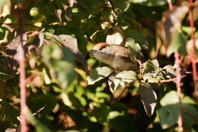 ZWARTKOP - Sylvia atricapilla - EURASIAN BLACKCAP 