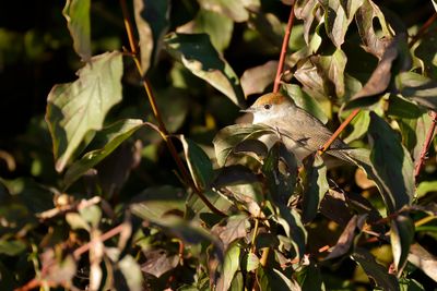 ZWARTKOP - Sylvia atricapilla - EURASIAN BLACKCAP 