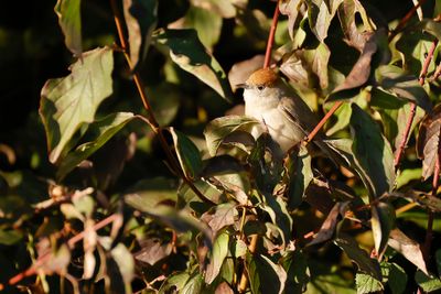 ZWARTKOP - Sylvia atricapilla - EURASIAN BLACKCAP 