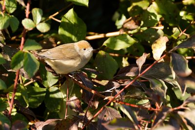 ZWARTKOP - Sylvia atricapilla - EURASIAN BLACKCAP 